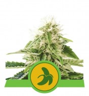 Fat Banana Automatic