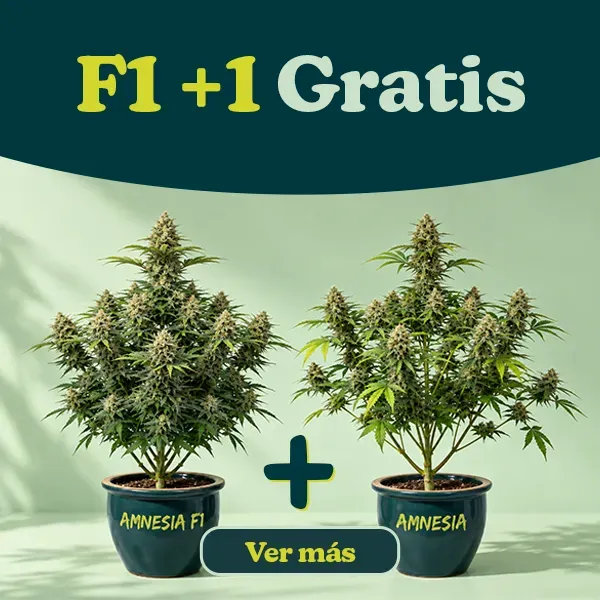 Promo F1+1 GRATIS
