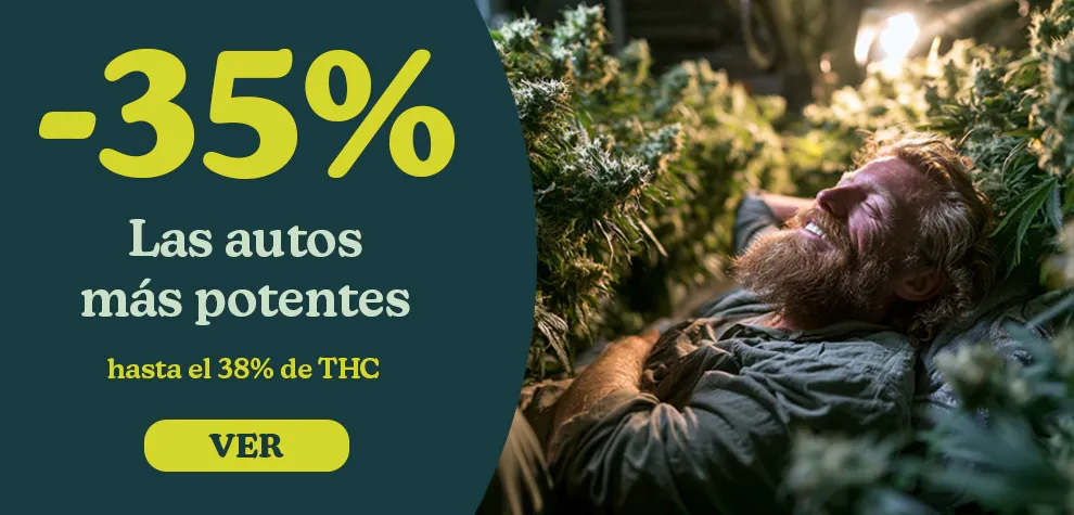 Semillas Autoflorecientes THC alto