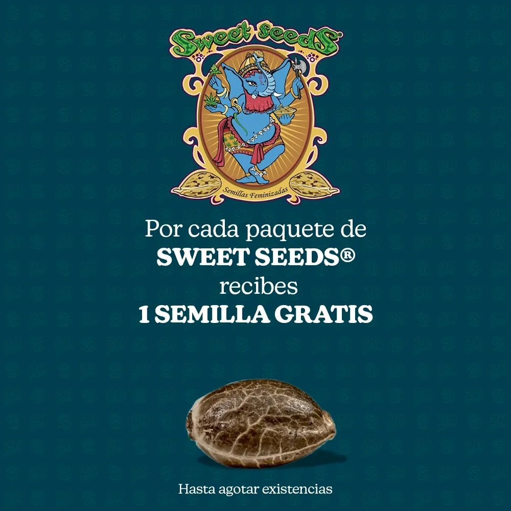 Semilla gratis de Sweet Seeds