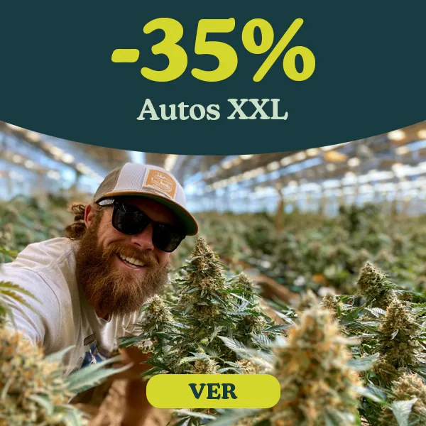 -35% Semillas Autoflorecientes XXL