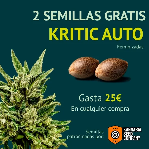 Kannabia Kritik Auto