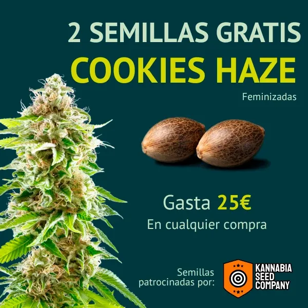 Kannabia Cookies Haze