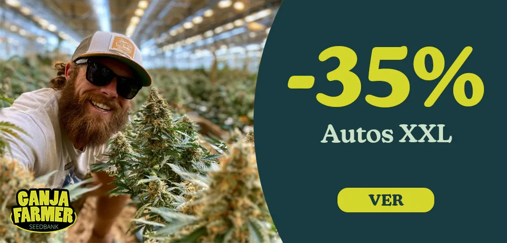 -35% Semillas Autoflorecientes XXL