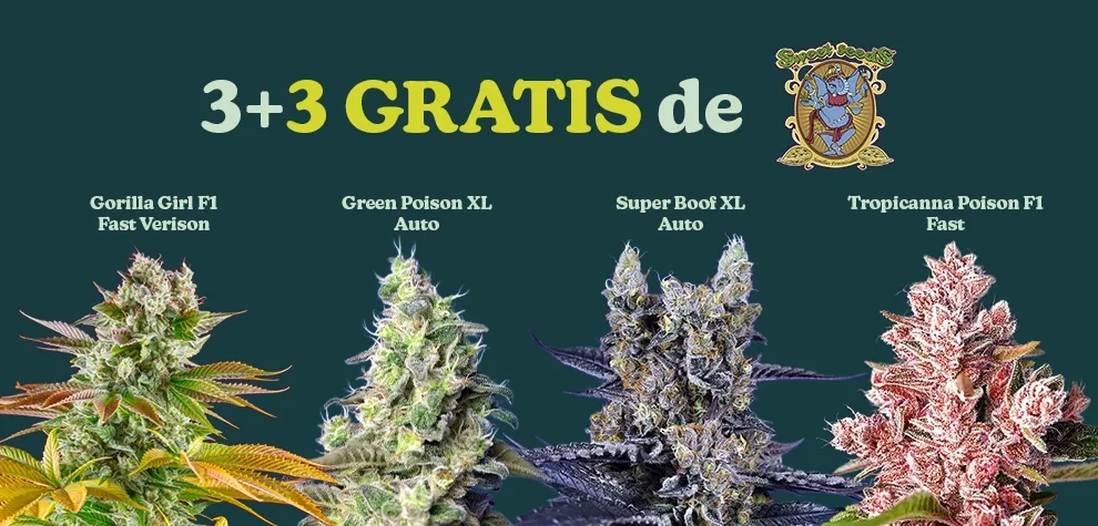 Sweet Seeds Promo