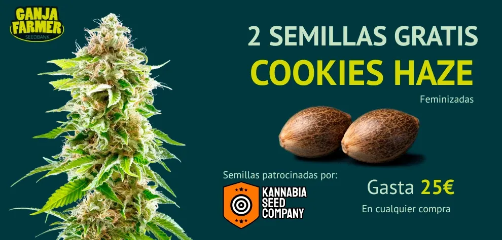 Kannabia Cookies Haze