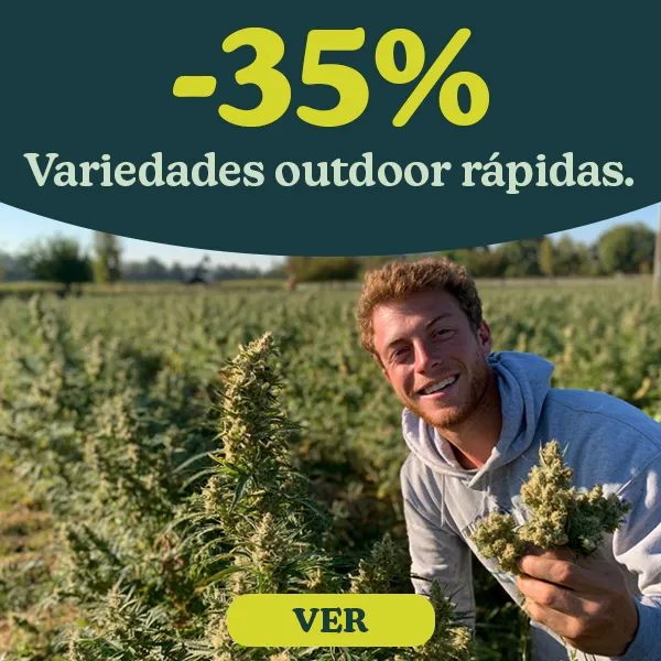 -35% Semillas de marihuana de r&aacute;pido crecimiento para exterior