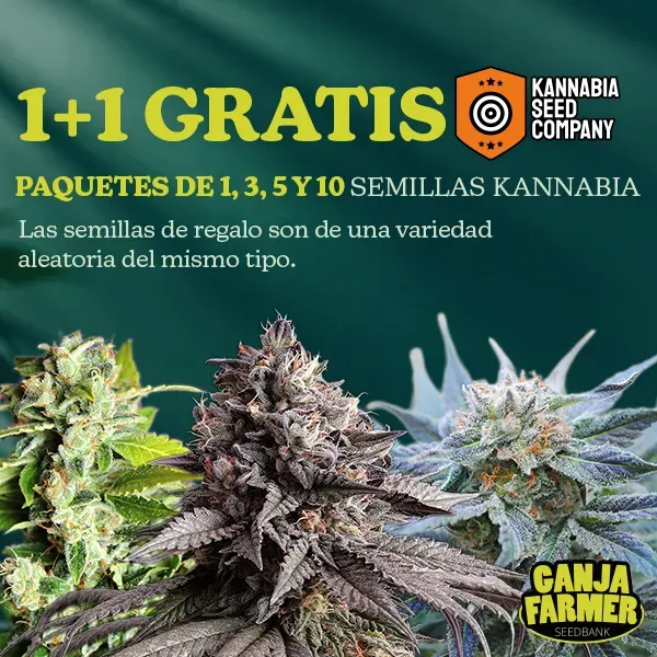 Kannabia 1+1