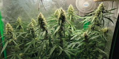 Gorilla Glue &ndash; unas palabras sobre este h&iacute;brido excepcionalmente interesante