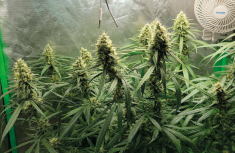 Gorilla Glue &ndash; unas palabras sobre este h&iacute;brido excepcionalmente interesante