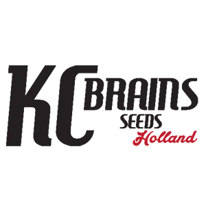 Kc Brains