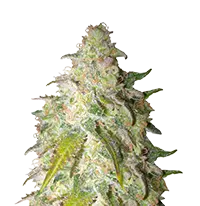 Sour Diesel